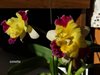 Blc. Horizon Flight ‘Happy Landing’ x Slc. Circle of Life ‘Trailblazer’ Sunset Valley Orchids.